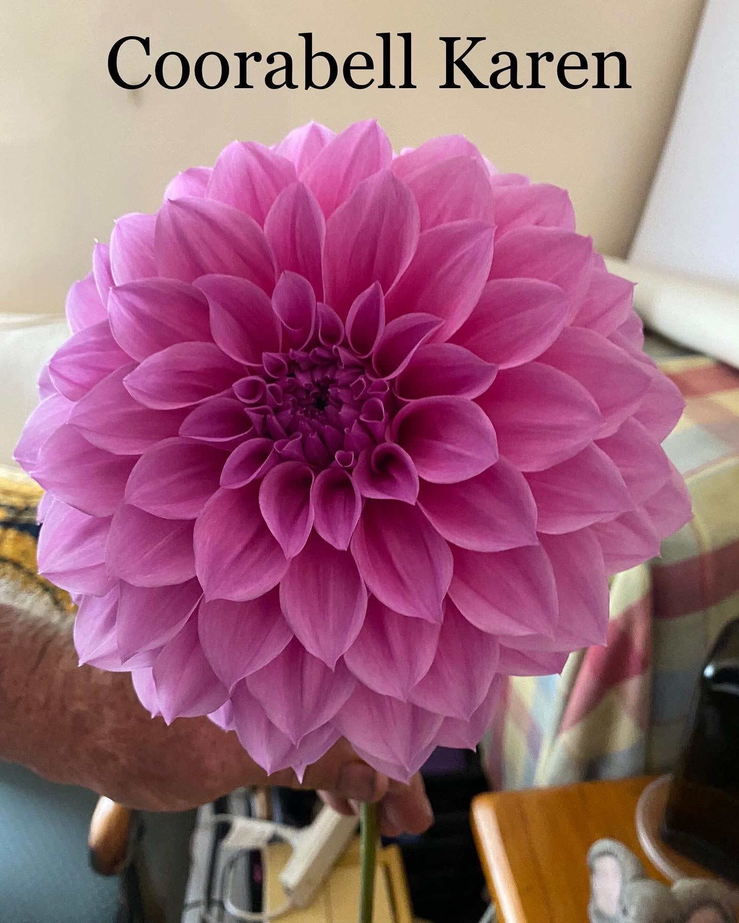 Coorabell karen dahlia medium decorative highland dahlias