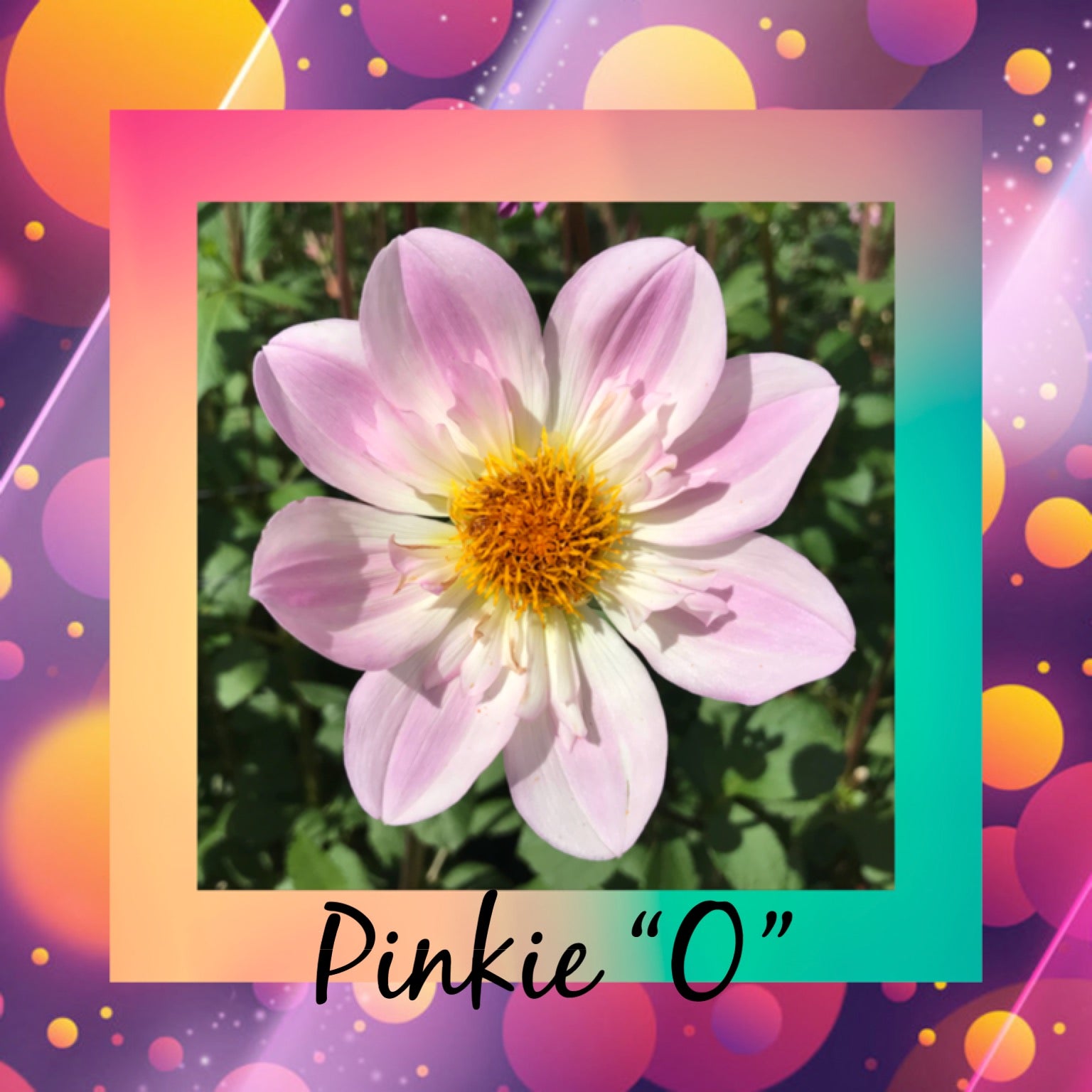 Pinkie o dahlia collarette australian bred highland dahlias