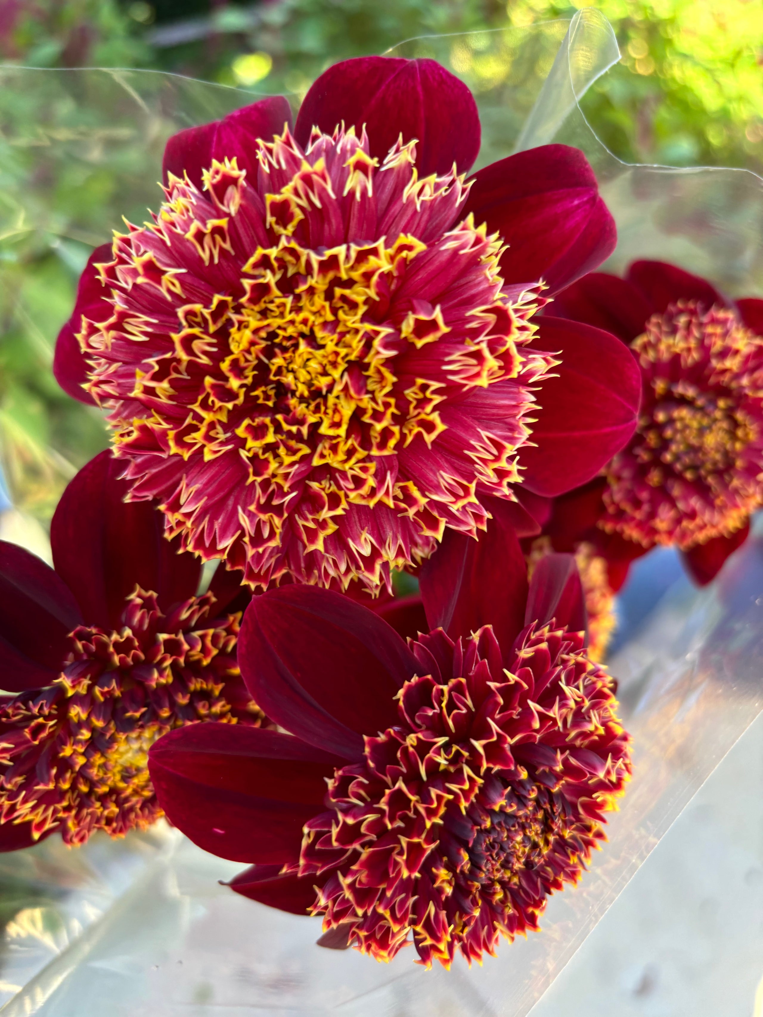 granite-queen-bee-dahlia-anemone-australian-bred-highland-dahlias