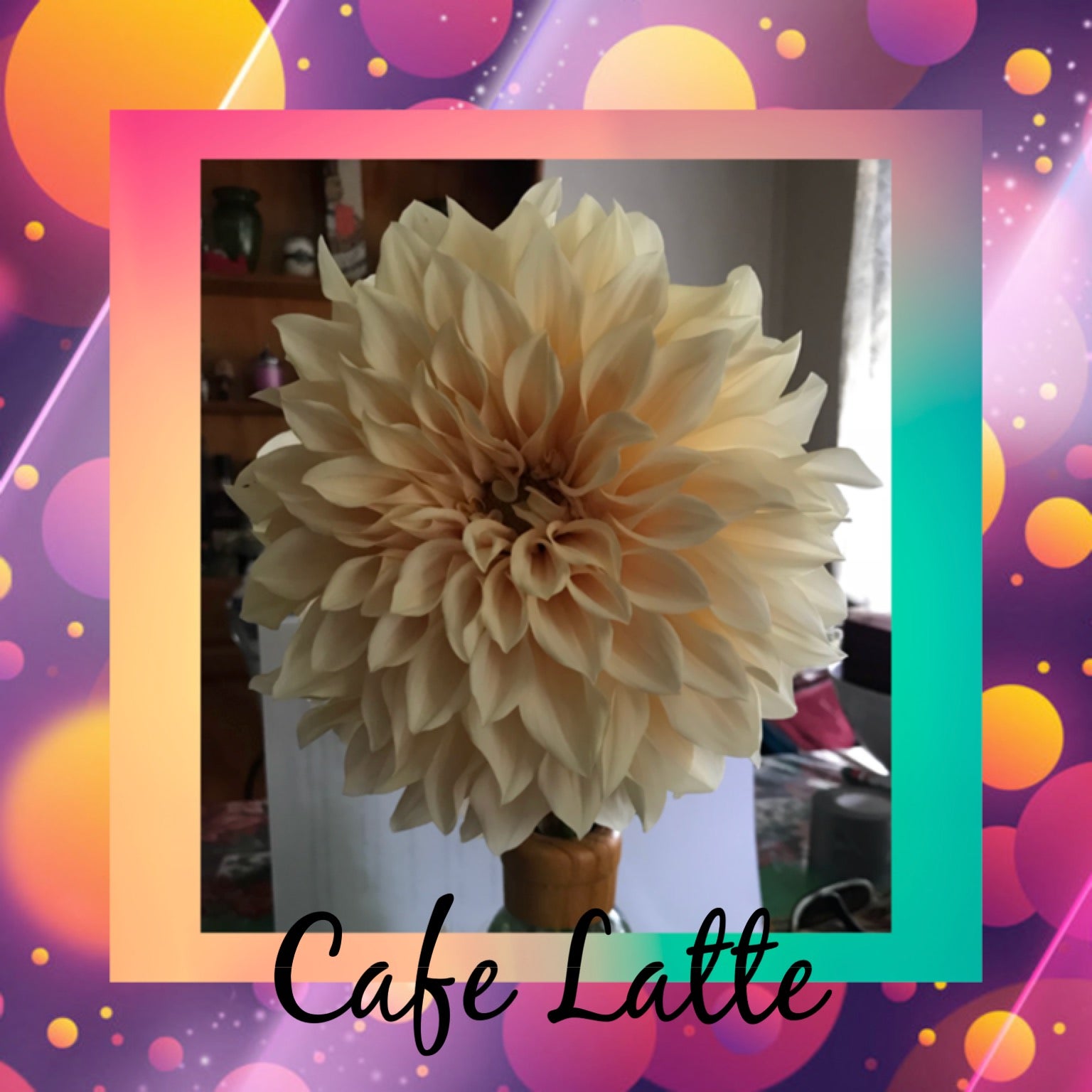 Cafe Au Lait - Dahlia - Large Decorative - Dinner plate dahlia ...