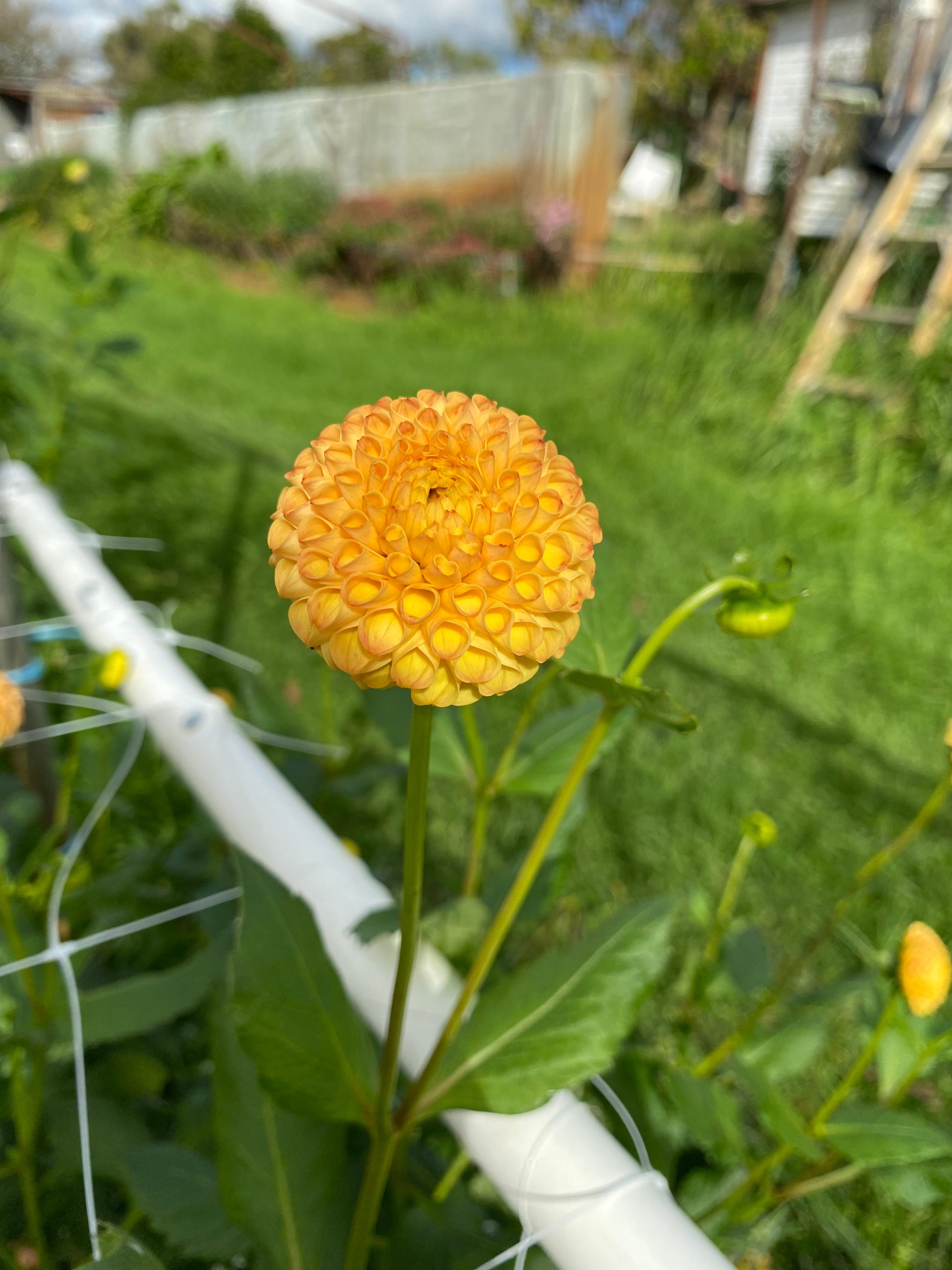pop-willo-dahlia-pompone-australian-bred-highland-dahlias