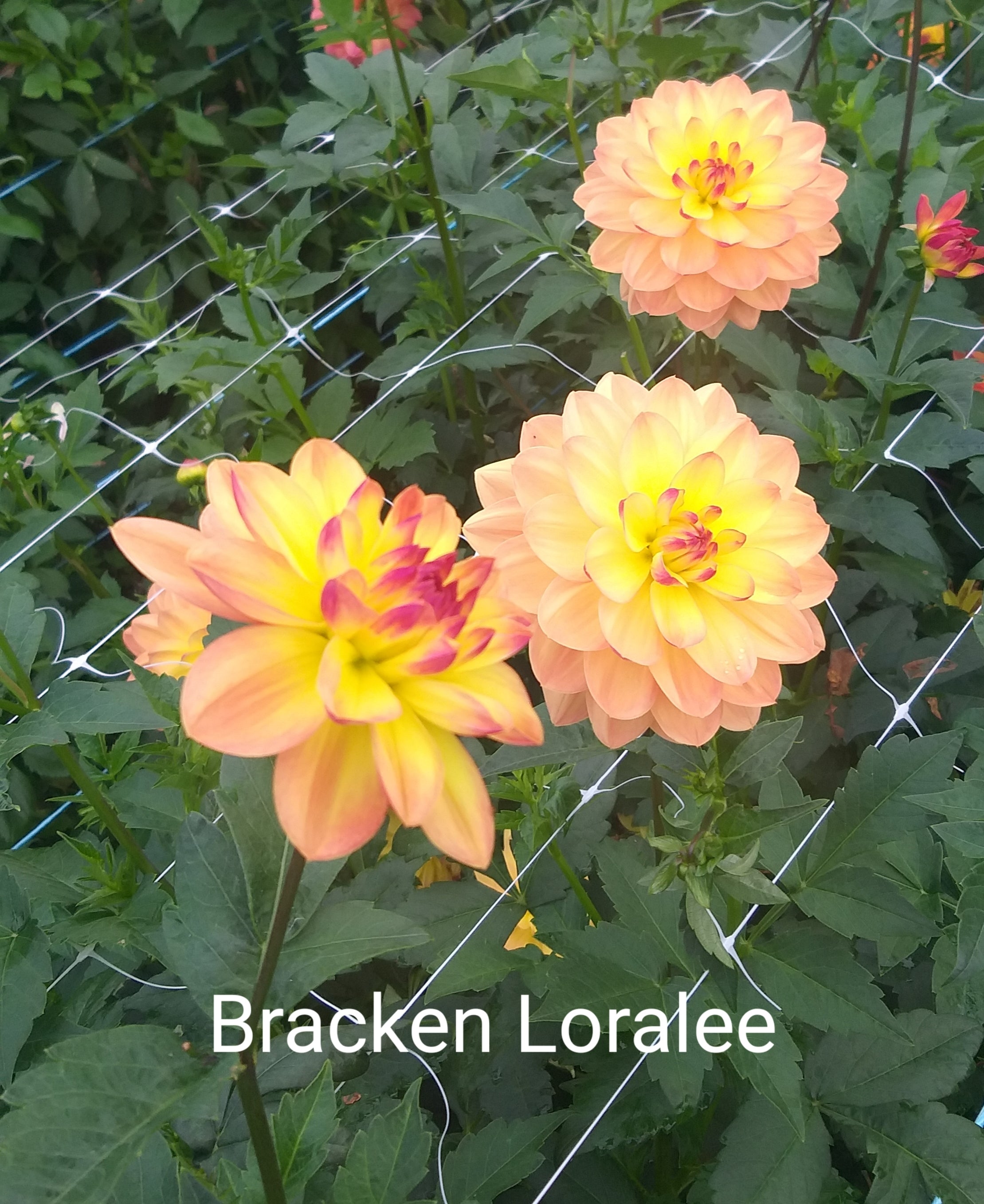 bracken-loralee-highland-dahlias