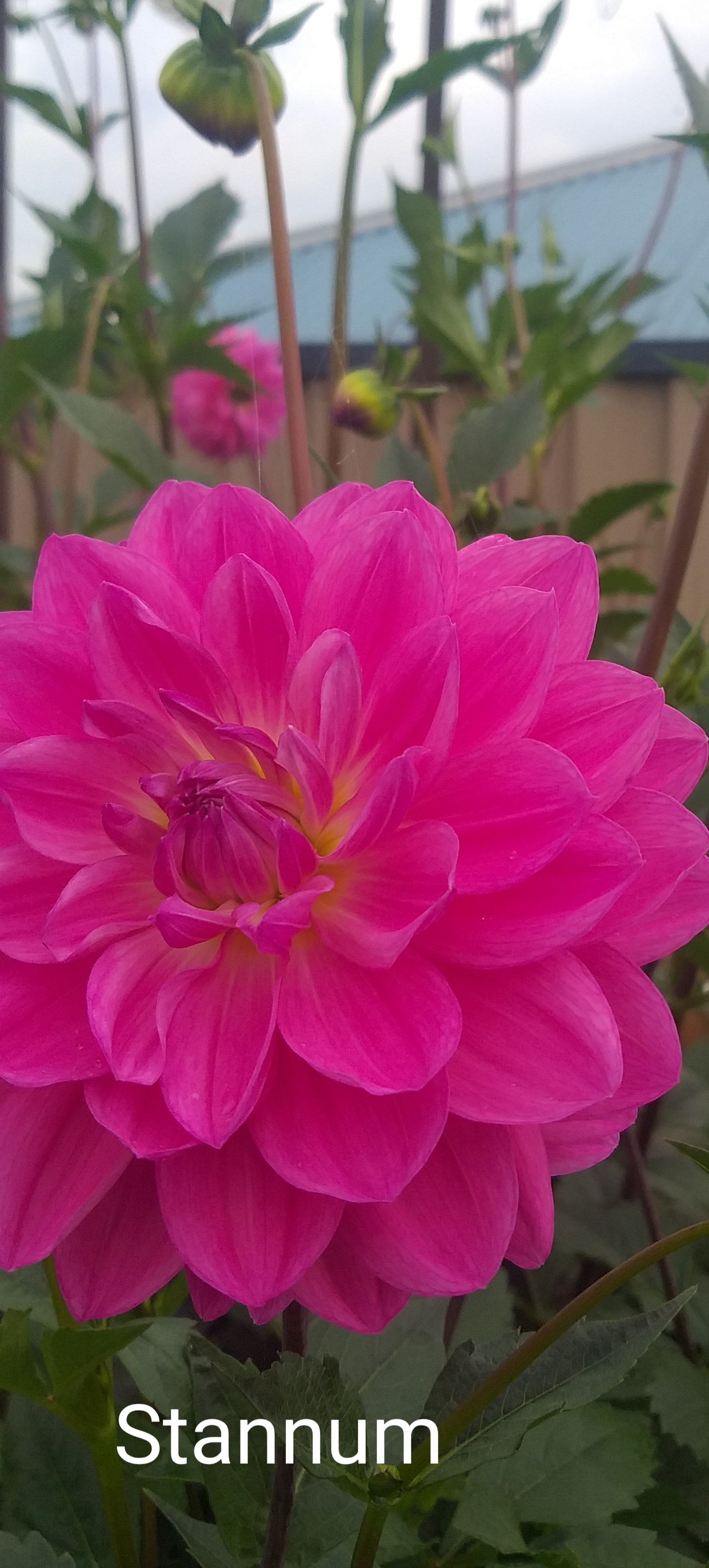 stannum-jill-dahlia-waterlily-highland-dahlias