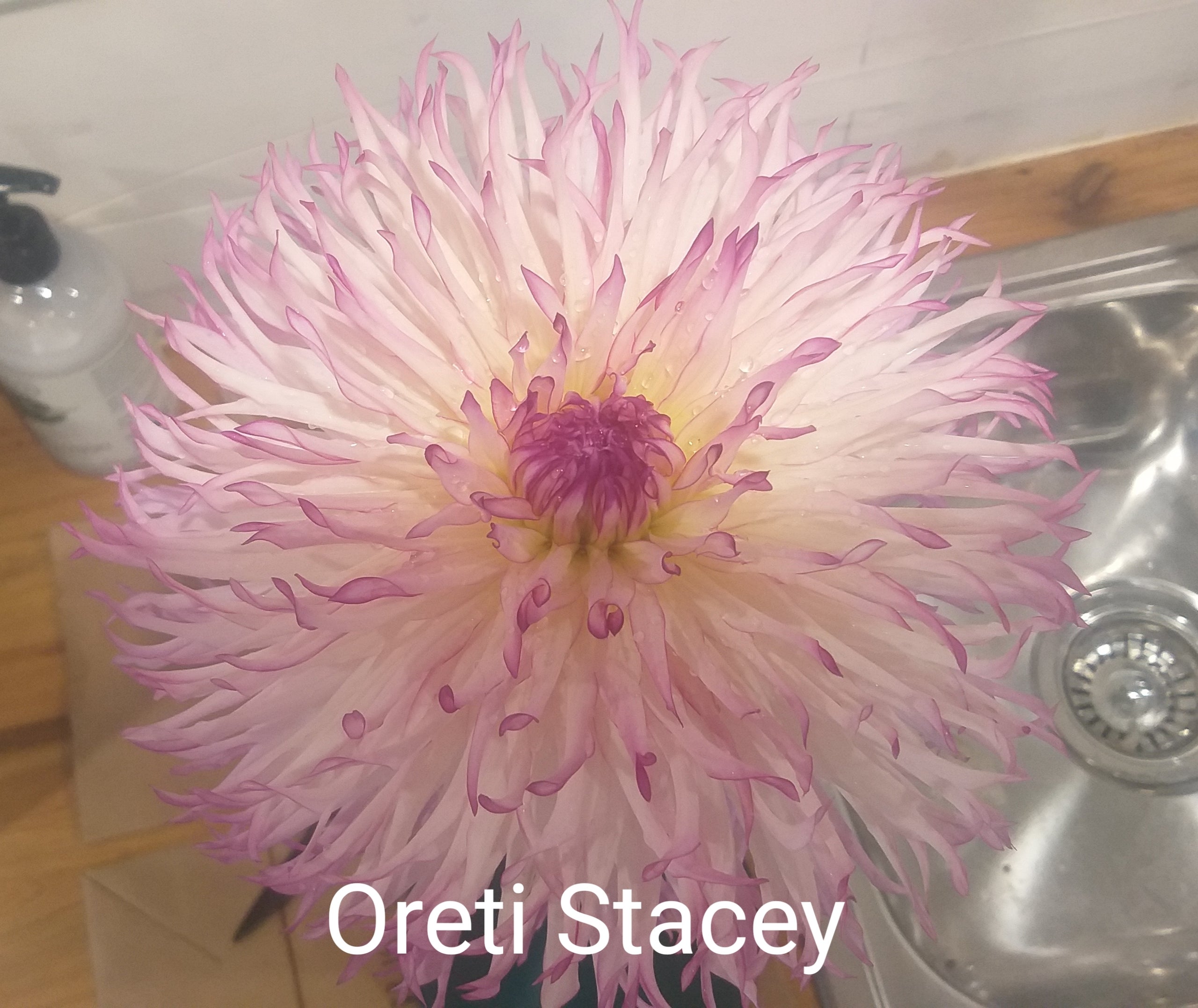 oreti-stacey-dahlia-highland-dahlias