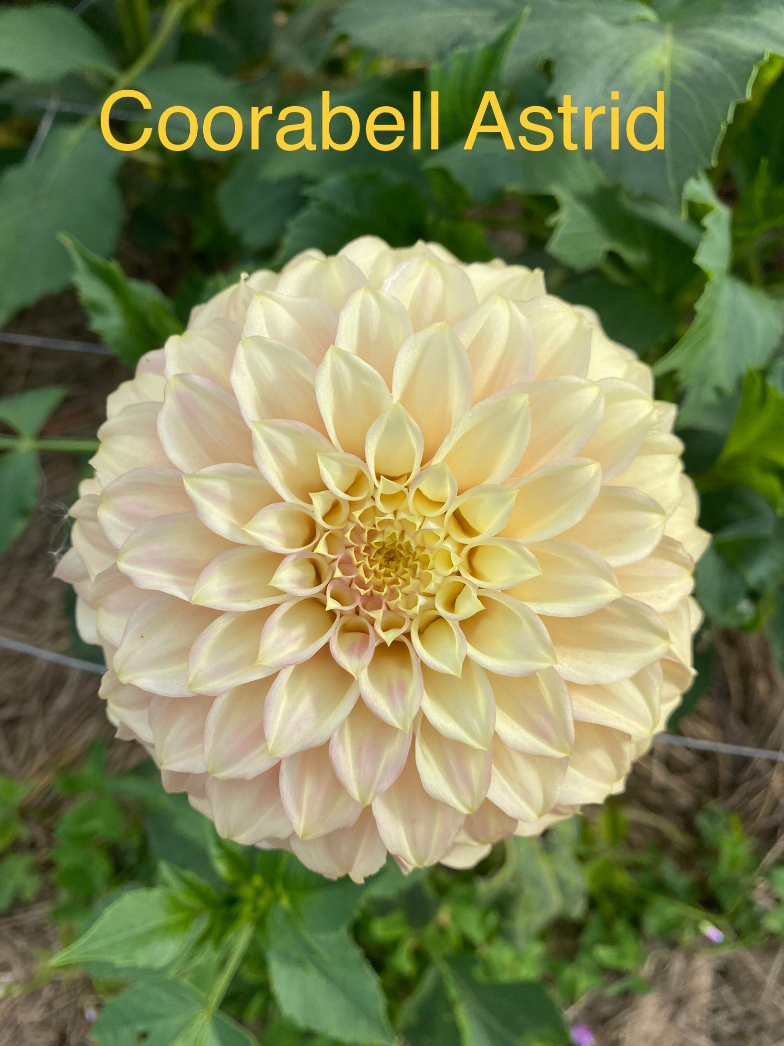 Coorabell Astrid - Dahlia - Miniature Decorative - Australian bred ...