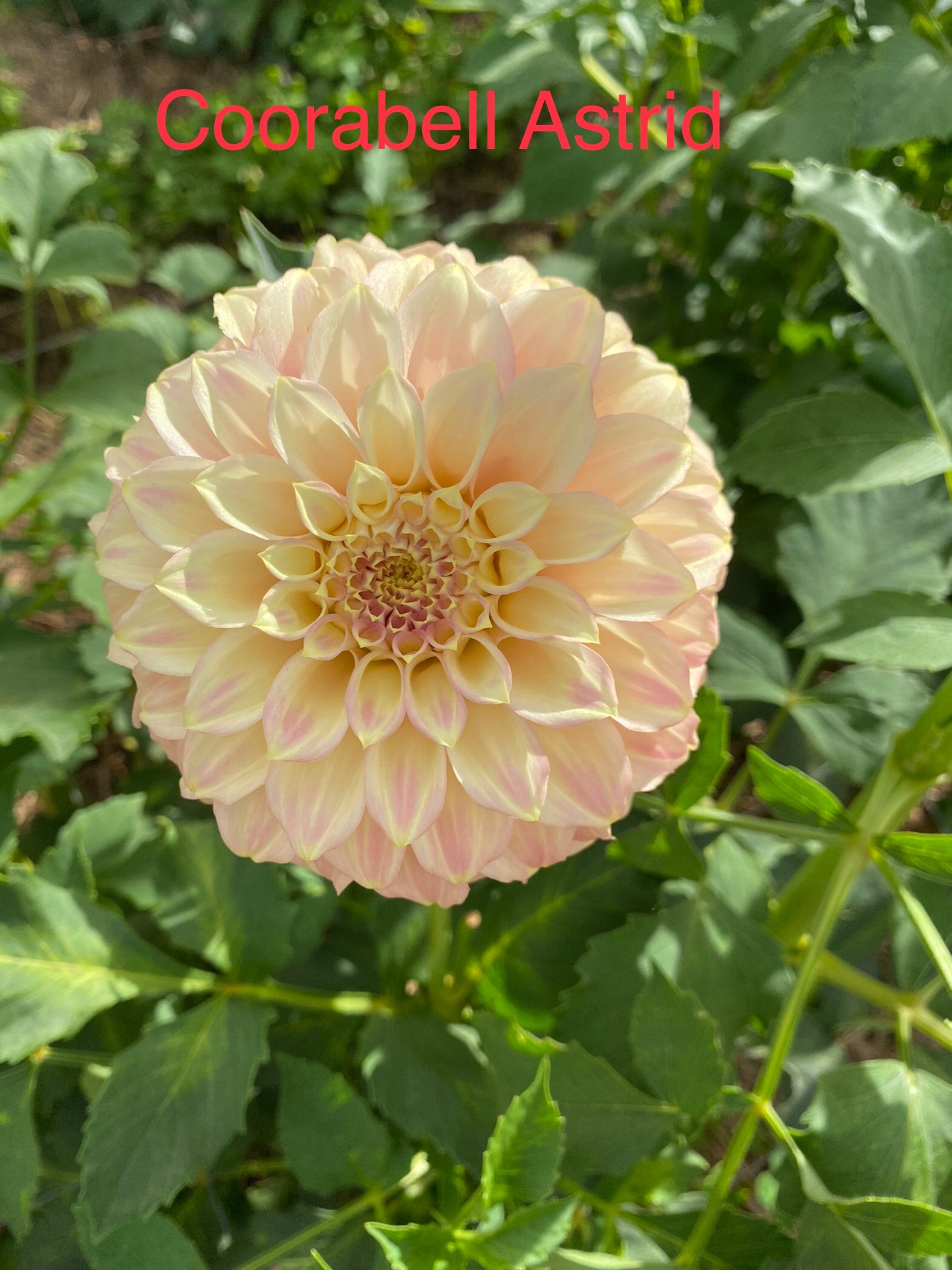 coorabell-astrid-dahlia-miniature-decorative-australian-bred