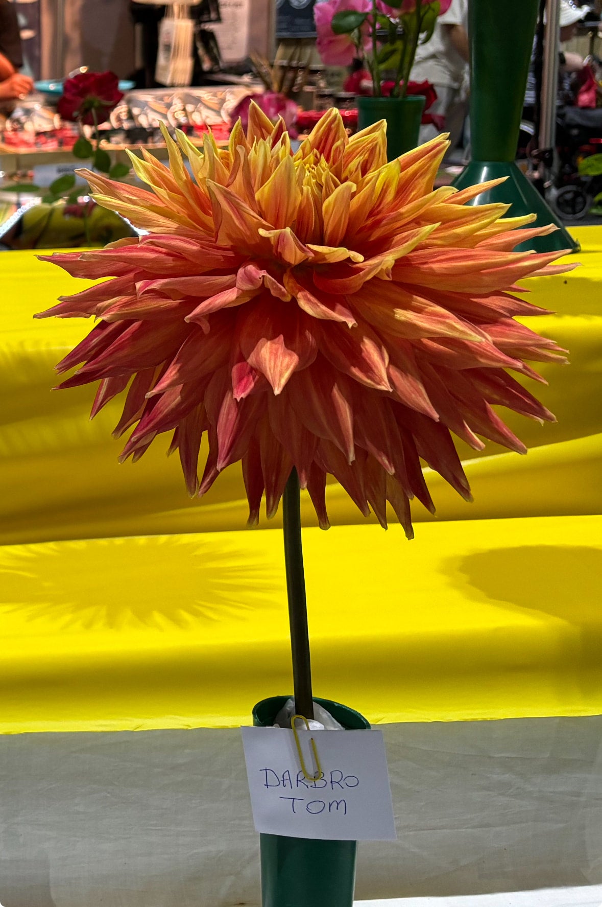 dahlia-darbro-tom-giant-cactus-australian-bred-dinner-plate